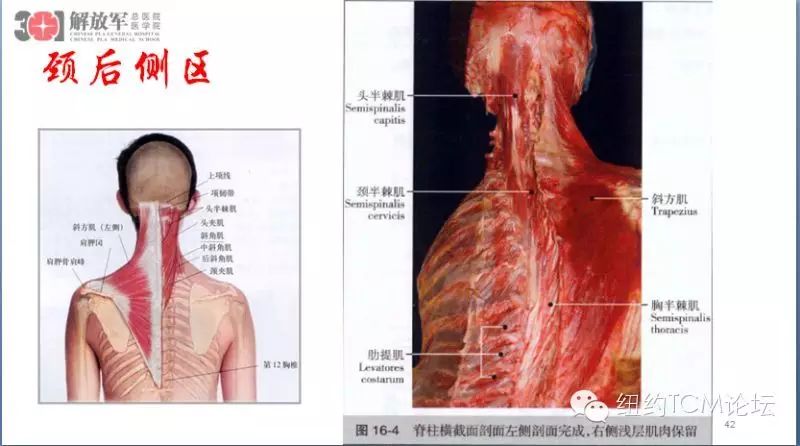 上肢疾病系列微信讲座 第一讲:肩膀骨骼肌肉和神经解剖