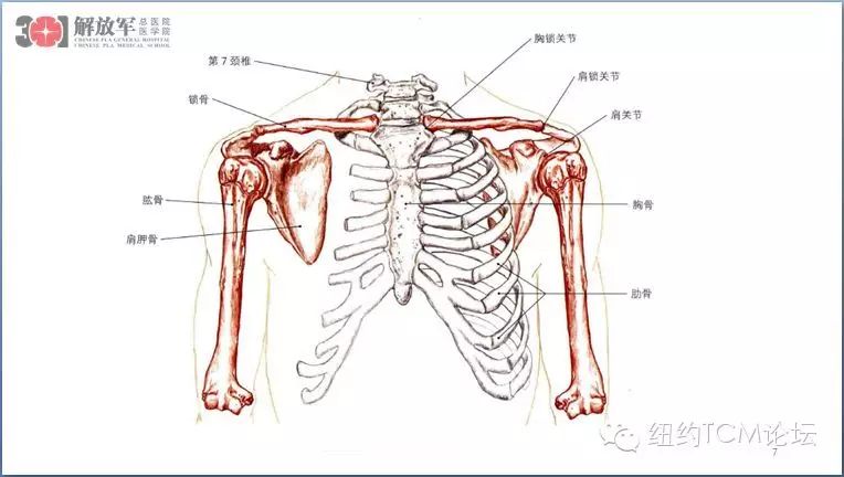 上肢疾病系列微信讲座 第一讲:肩膀骨骼肌肉和神经解剖