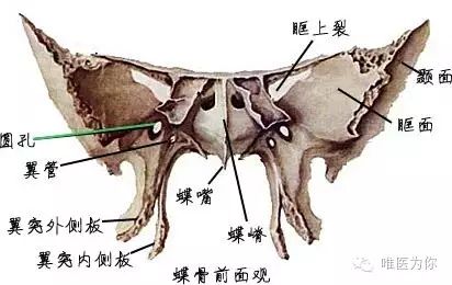 翼突:向下的一