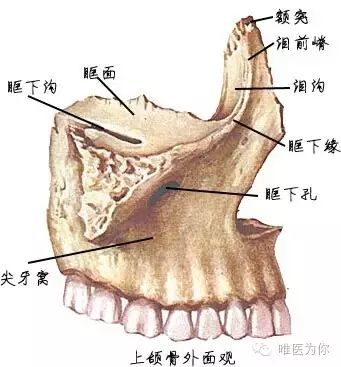 上颌骨:分为一体四突 一体:上颌体,内含上颌窦,上面眶下沟,眶下管.