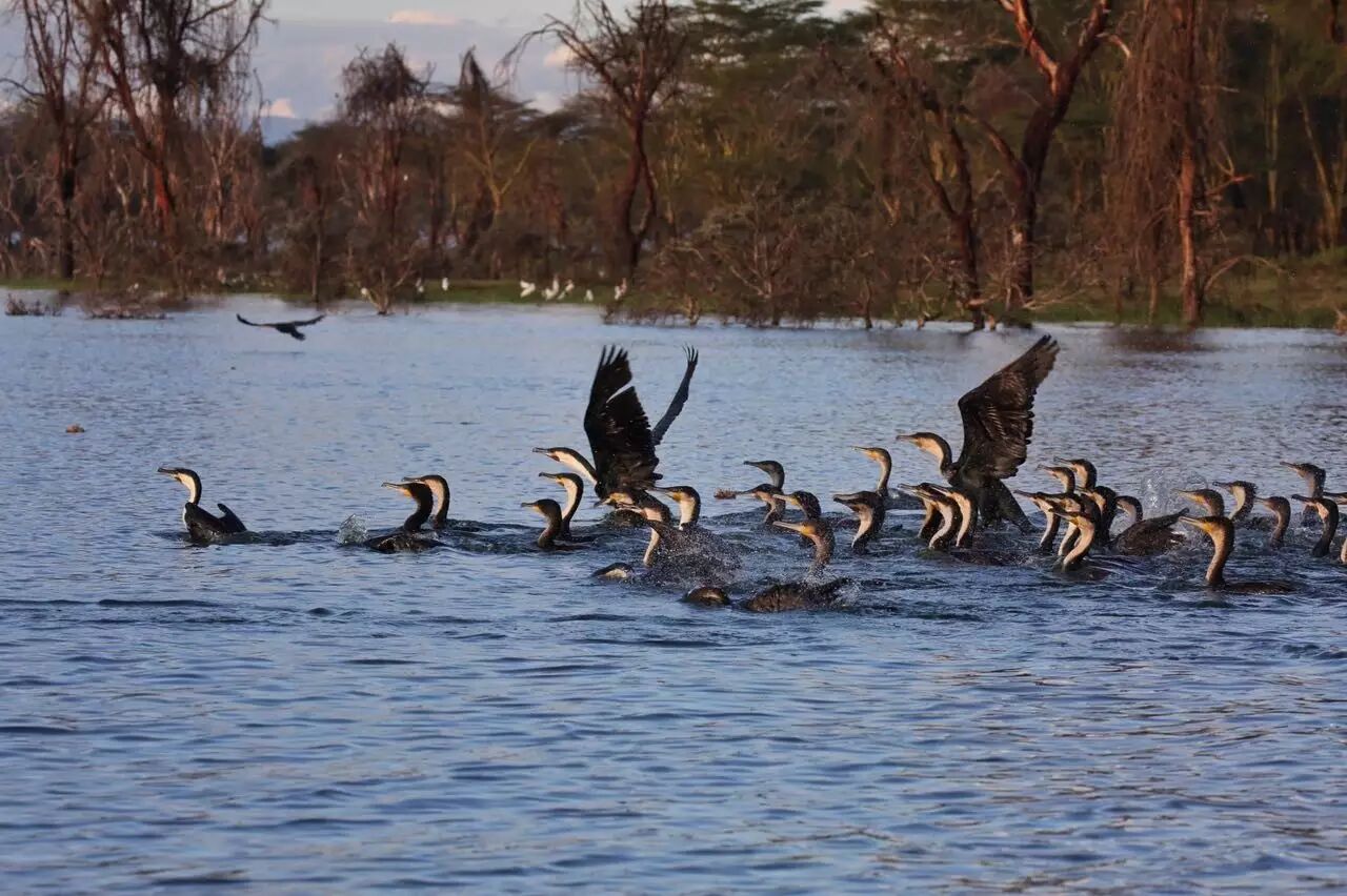 肯尼亚和中国的时差_肯尼亚时差_中国肯尼亚时差