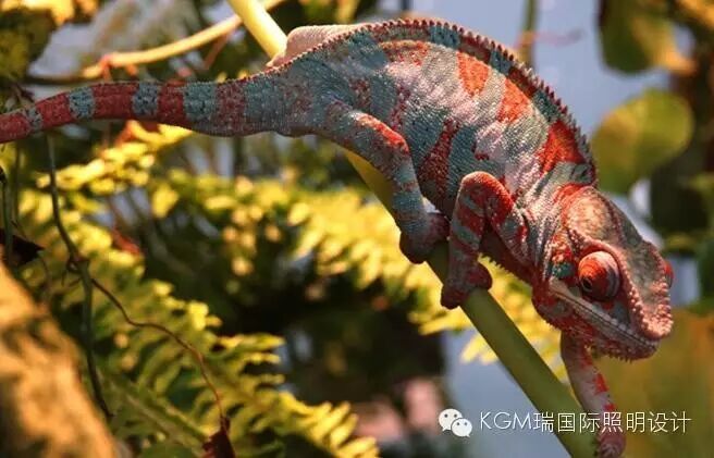 KGM瑞 ∣ 光述自然之史 · 上海自然博物馆室内展陈照明设计（下）