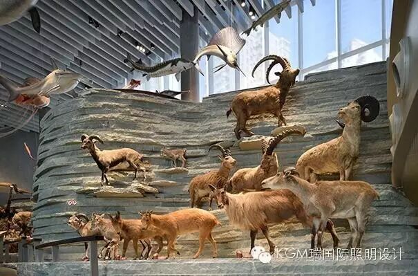 KGM瑞 ∣ 光述自然之史 · 上海自然博物馆室内展陈照明设计