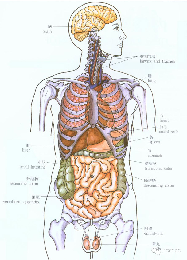 前胸的反射区:  前胸其实就是人体的脏器位置尤其是小周天(前胸)时