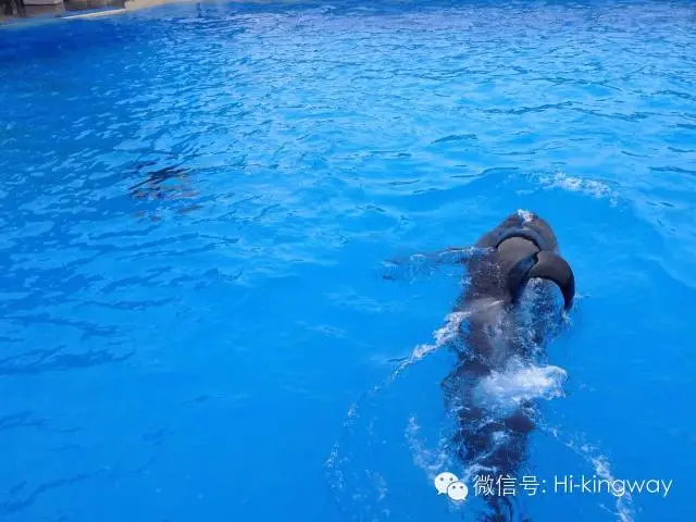 【游学记之海洋世界篇】:演绎一期不一样的动物世界 - kingwayschool - 【游学记之海洋世界篇】:演绎一期不一样的动物世界 - kingwayschool -