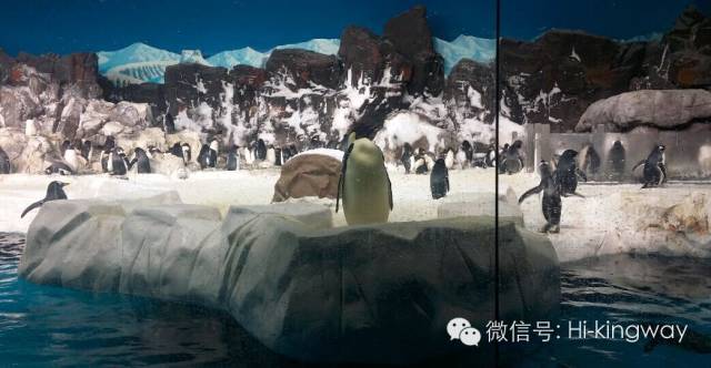 【游学记之海洋世界篇】:演绎一期不一样的动物世界 - kingwayschool - 【游学记之海洋世界篇】:演绎一期不一样的动物世界 - kingwayschool -