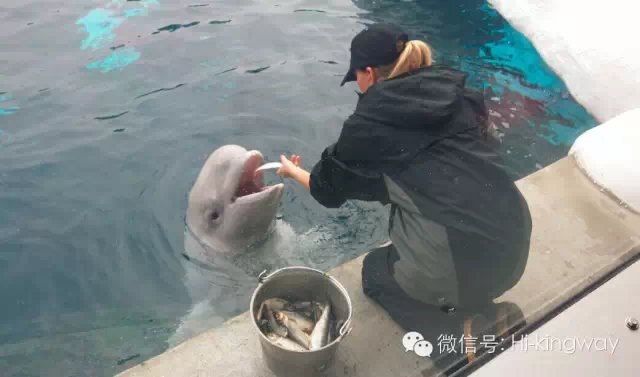 【游学记之海洋世界篇】:演绎一期不一样的动物世界 - kingwayschool - 【游学记之海洋世界篇】:演绎一期不一样的动物世界 - kingwayschool -