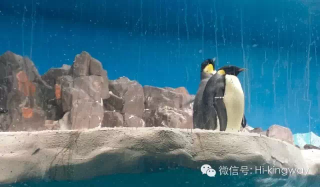 【游学记之海洋世界篇】:演绎一期不一样的动物世界 - kingwayschool - 【游学记之海洋世界篇】:演绎一期不一样的动物世界 - kingwayschool -