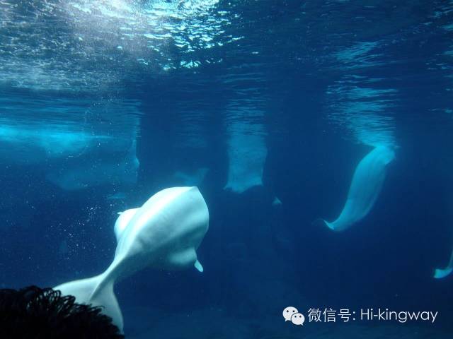 【游学记之海洋世界篇】:演绎一期不一样的动物世界 - kingwayschool - 【游学记之海洋世界篇】:演绎一期不一样的动物世界 - kingwayschool -