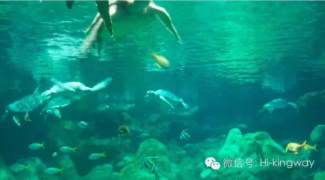 【游学记之海洋世界篇】:演绎一期不一样的动物世界 - kingwayschool - 【游学记之海洋世界篇】:演绎一期不一样的动物世界 - kingwayschool -