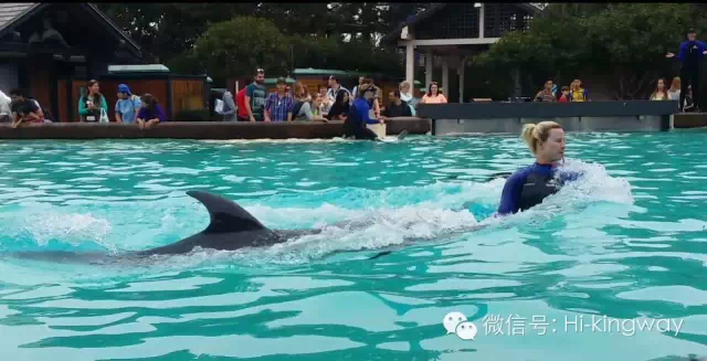 【游学记之海洋世界篇】:演绎一期不一样的动物世界 - kingwayschool - 【游学记之海洋世界篇】:演绎一期不一样的动物世界 - kingwayschool -
