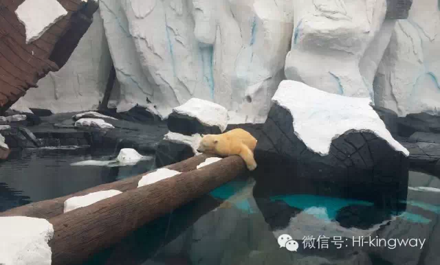 【游学记之海洋世界篇】:演绎一期不一样的动物世界 - kingwayschool - 【游学记之海洋世界篇】:演绎一期不一样的动物世界 - kingwayschool -