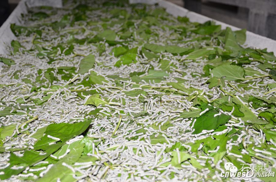 图解丨丝绸是怎样