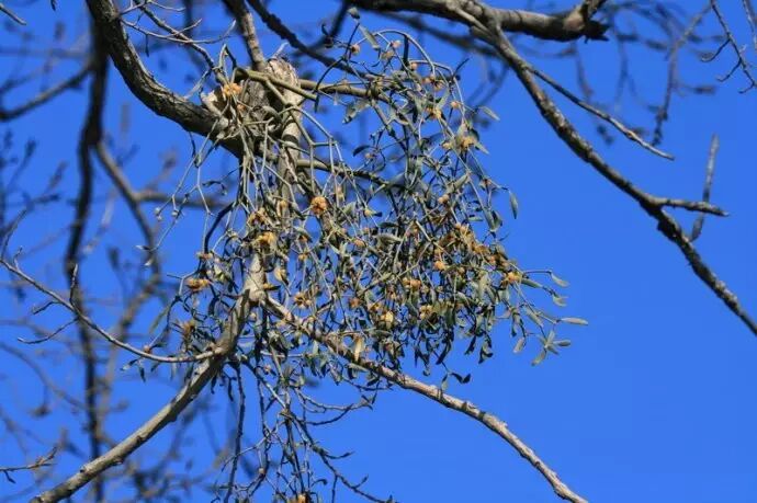 血虚?怀孕怀出的补血经验-怀孕期