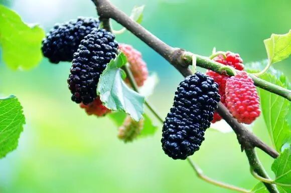 血虚?怀孕怀出的补血经验-怀孕期