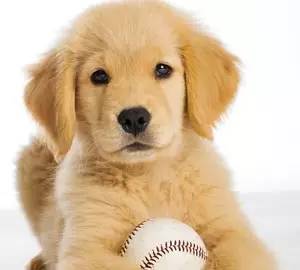 关于马尔济斯犬的那些事儿。。。