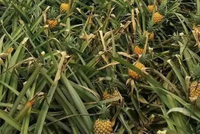 徐闻这次又"火"了,全国网友热议菠萝