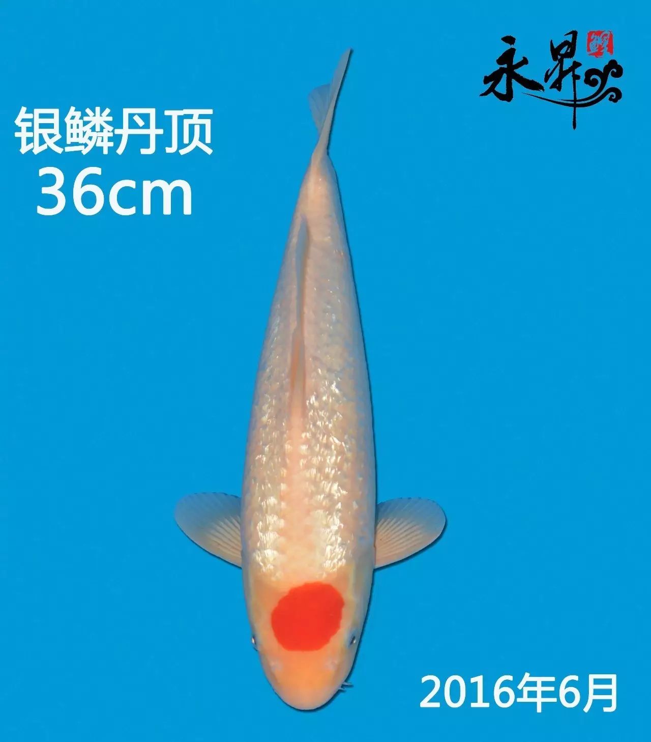7.银鳞丹顶 36cm