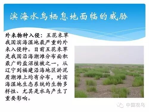 中国滨海湿地水鸟栖息地的保护