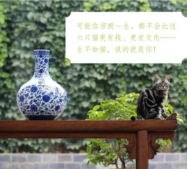 观复博物馆的猫_北京观复博物馆有猫吗_哪里去看观复猫