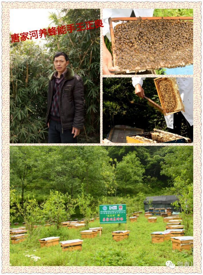 唐家河生命的守护神