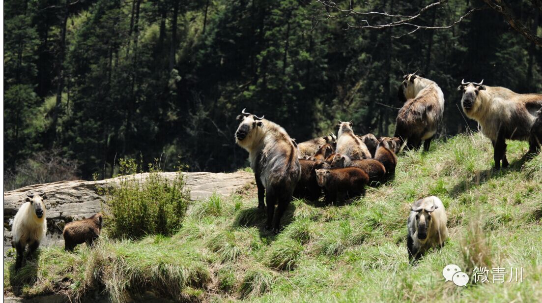 唐家河生命的守护神