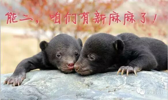 唐家河生命的守护神