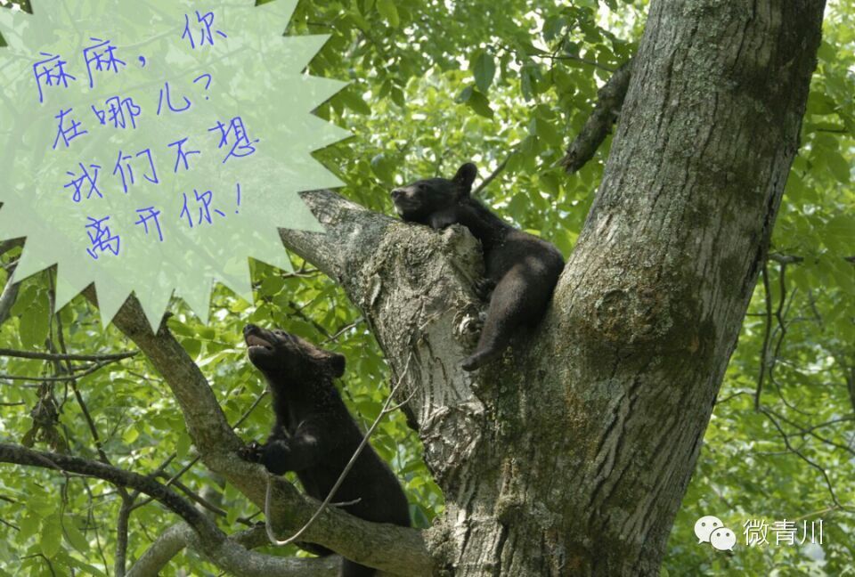 唐家河生命的守护神