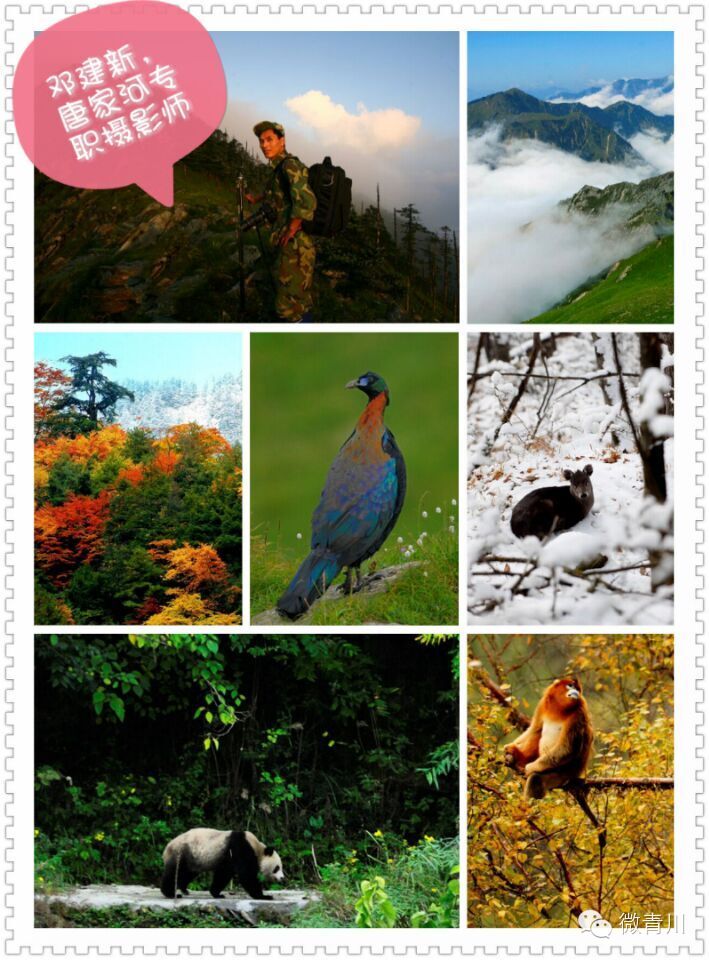 唐家河生命的守护神