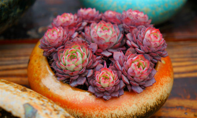 养好多肉的4个诀窍，爱花人必看！