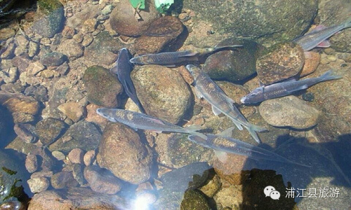 冷坞溪鱼
