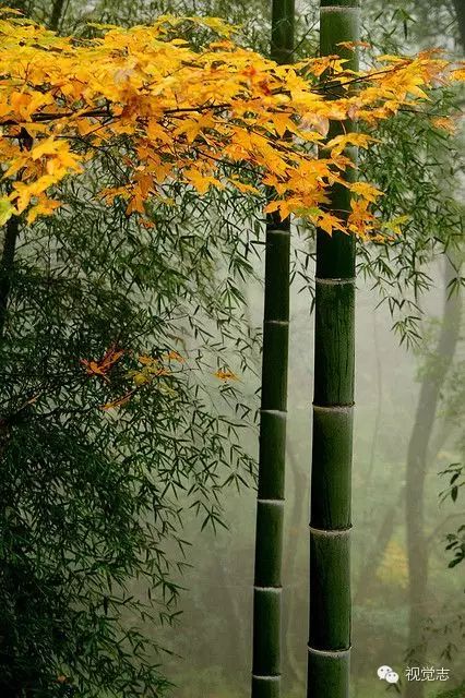 宋词里的秋天 - 快乐者 快乐着 - shangshanruoshui的博客 宋词里的秋天 - 快乐者 快乐着 - shangshanruoshui的博客