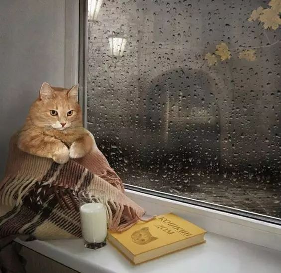 下雨天最适合坐在窗边