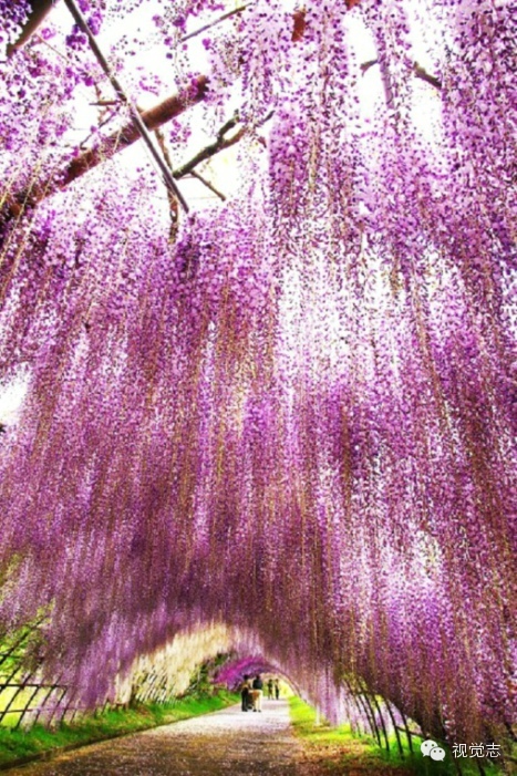 [转载]世界上最美的樱花,其实不在日本,在德国