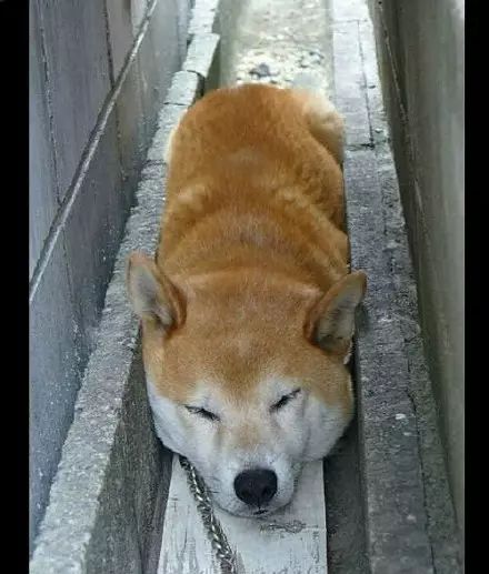 動搖哈士奇犬界地位的就是它 簡直太魔性了 南京廣播電視台 微文庫