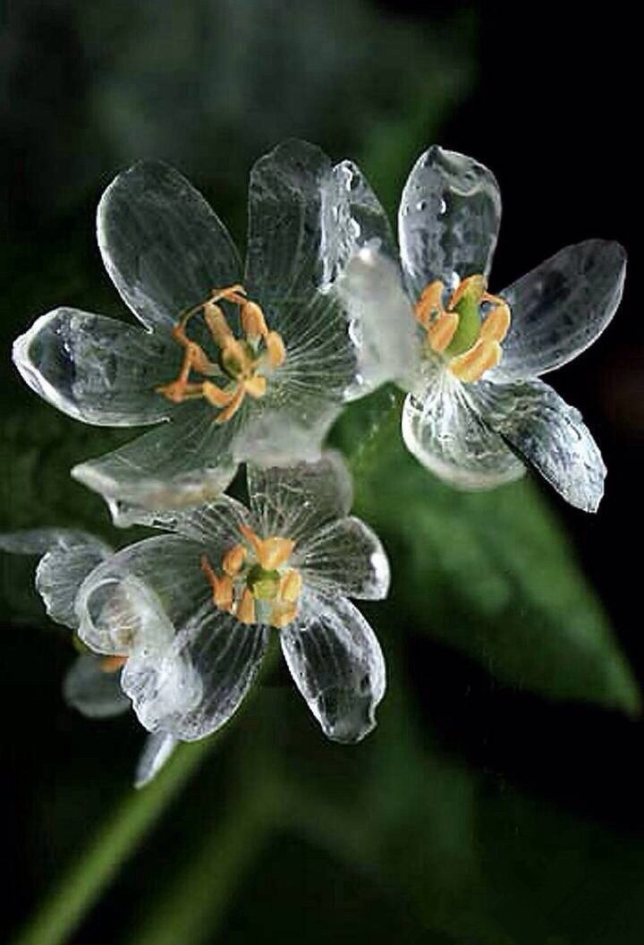 山荷叶,淋雨后会变透明的花9