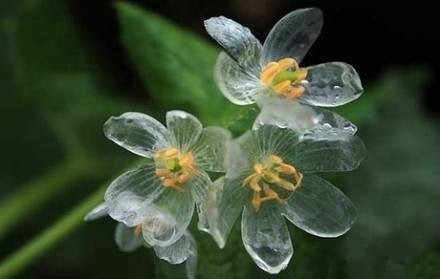 山荷叶,淋雨后会变透明的花8