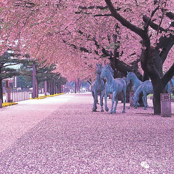 樱花落成河,一见倾人心_青岛童游亲子俱乐部_新浪博客