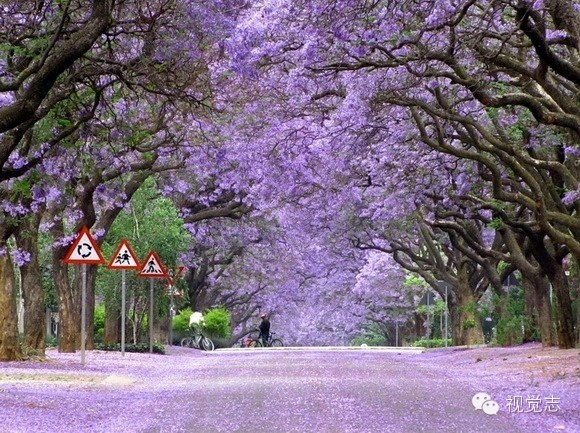 （转载）南非的蓝花楹路，世界最美树隧道。走在这里，心会醉。 - 六一儿童 - 译海拾蚌