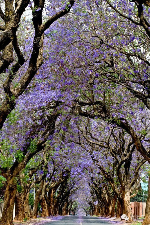 （转载）南非的蓝花楹路，世界最美树隧道。走在这里，心会醉。 - 六一儿童 - 译海拾蚌