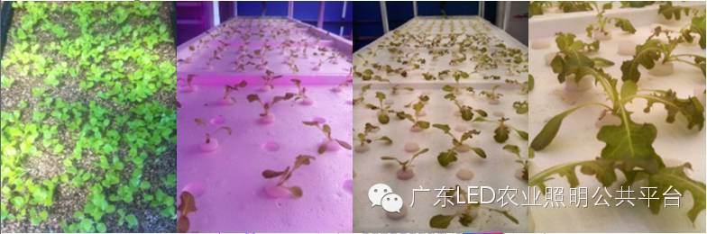 听说您想为您的LED植物生长灯请个翻译？