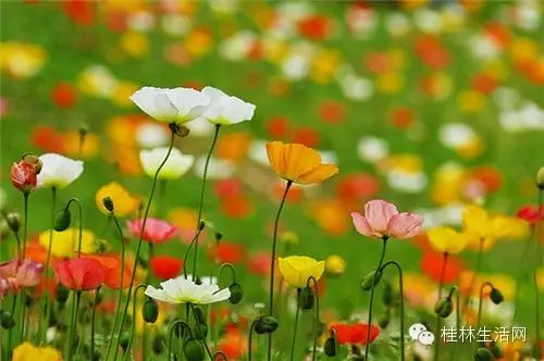 【醉美桂林】桂林最美的花海在这儿!再不赶快去这个春天就白过了!823 / 作者:山茶花 / 帖子ID:164614 【醉美桂林】桂林最美的花海在这儿!再不赶快去这个春天就白过了!823 / 作者:山茶花 / 帖子ID:164614