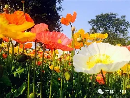 【醉美桂林】桂林最美的花海在这儿!再不赶快去这个春天就白过了!698 / 作者:山茶花 / 帖子ID:164614 【醉美桂林】桂林最美的花海在这儿!再不赶快去这个春天就白过了!698 / 作者:山茶花 / 帖子ID:164614