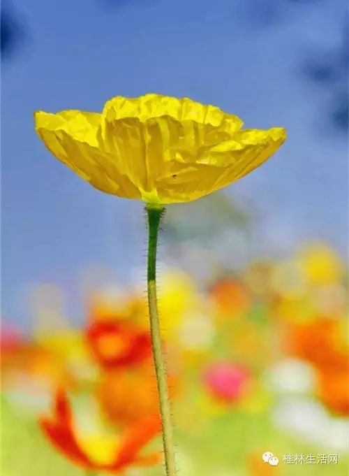 【醉美桂林】桂林最美的花海在这儿!再不赶快去这个春天就白过了!232 / 作者:山茶花 / 帖子ID:164614 【醉美桂林】桂林最美的花海在这儿!再不赶快去这个春天就白过了!232 / 作者:山茶花 / 帖子ID:164614