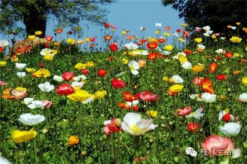 【醉美桂林】桂林最美的花海在这儿!再不赶快去这个春天就白过了!784 / 作者:山茶花 / 帖子ID:164614 【醉美桂林】桂林最美的花海在这儿!再不赶快去这个春天就白过了!784 / 作者:山茶花 / 帖子ID:164614