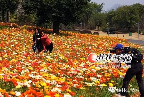 【醉美桂林】桂林最美的花海在这儿！再不赶快去这个春天就白过了！