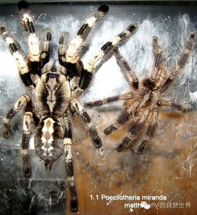 psalmopoeus irminia 委内瑞拉太阳虎 花边华丽雨林