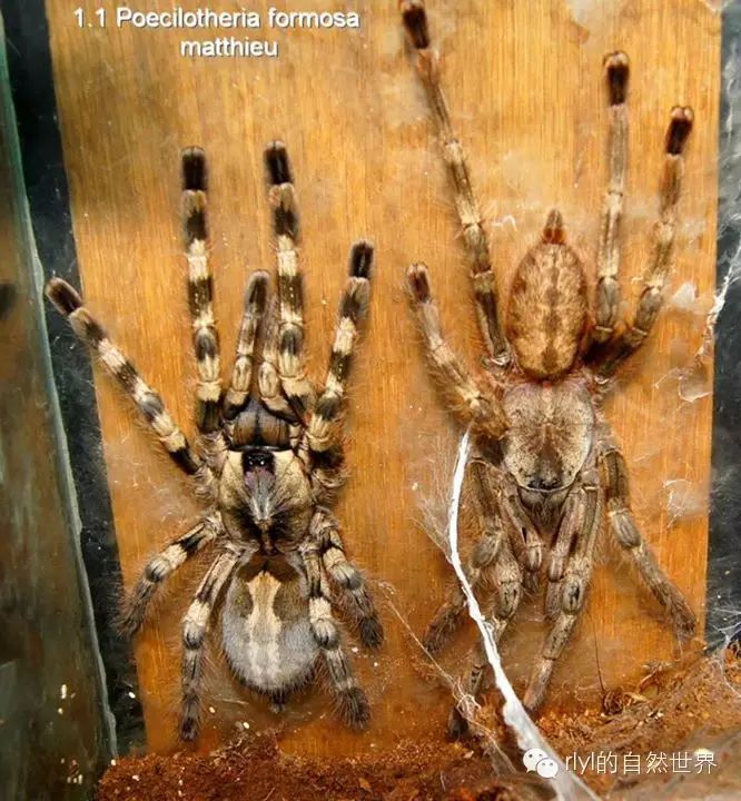 psalmopoeus irminia 委内瑞拉太阳虎 花边华丽雨林