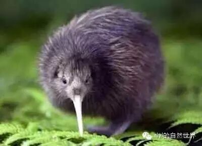 新西兰鸟kiwi_kiwi鸟动画_kiwi鸟