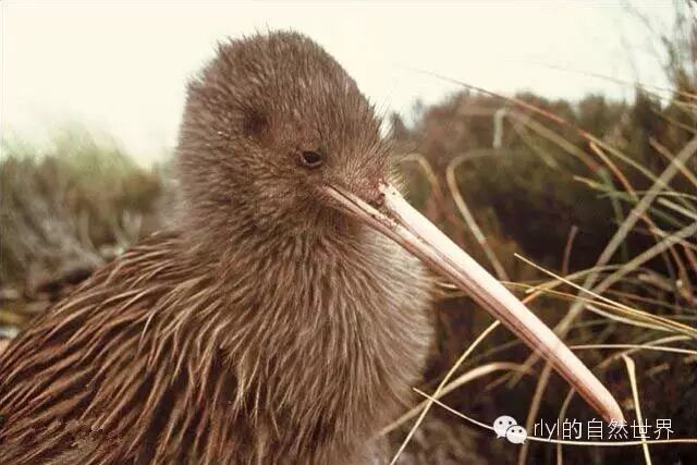 kiwi鸟_新西兰鸟kiwi_kiwi鸟动画